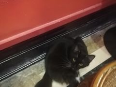 -猫色咖啡·猫咖