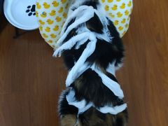 -佳怡动物医院·平价24小时·猫专科骨外科