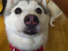 -Husky Go! 哈士奇体验馆·宠物咖啡厅狗咖