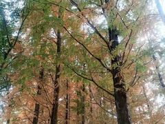 -白鹭湾湿地公园