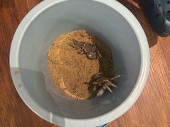 -神州半岛喜来登度假酒店