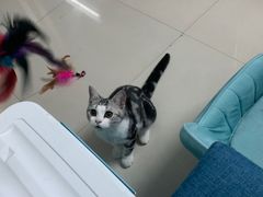 -lincat·猫舍(广州店)