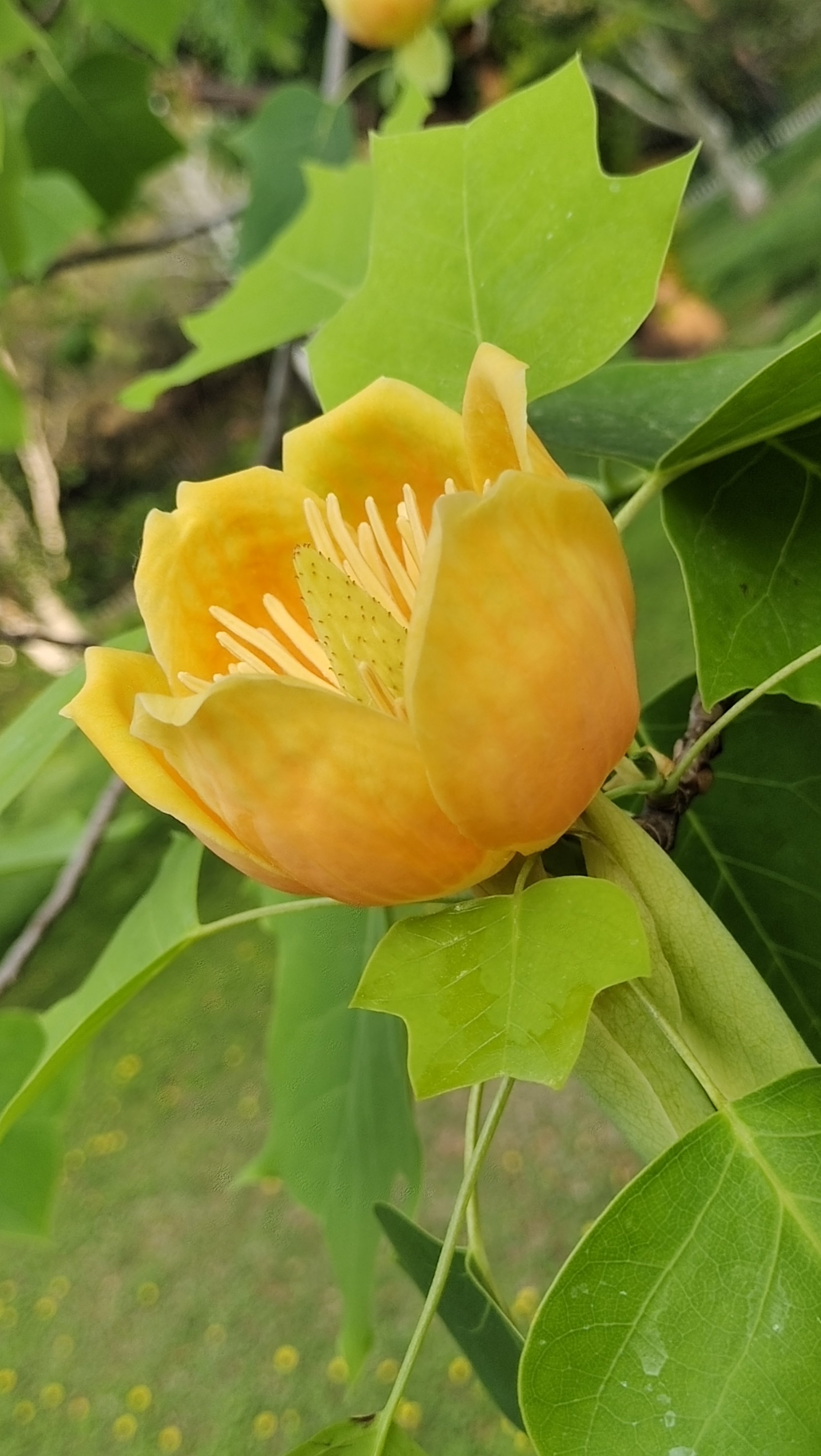 鹅掌楸开花图片图片