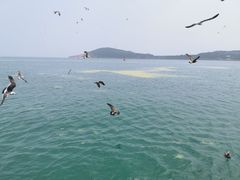 -海驴岛(荣成市)