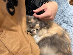 -有猫主题·治愈系猫咖(曾厝垵店)