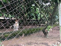 -满記土窑烧鷄波浪山莊
