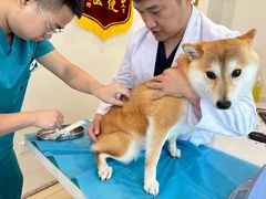 -美迦爱-牙专科·兔科·骨科诊疗中心(北苑店)