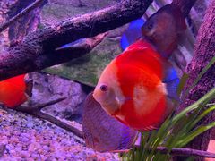 -上海海洋水族馆