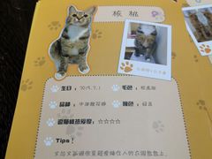 -滚猫咖啡·猫咖·猫友好撸猫(未来城店)