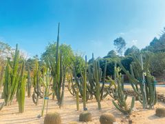 -东莞植物园