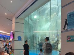 -帝企鹅自助餐厅•儿童岛•真企鹅(长隆企鹅酒店)