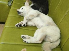 -是阿柴呀！柴犬咖啡·爱喵喵猫咖