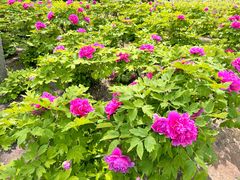 -合肥三国新城遗址公园