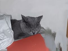 -猫十亿·布偶金渐层·曼基康矮脚猫舍(青年路店)