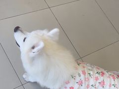-怪兽屋·羊驼·猫咖·狗咖(俊华广场店)