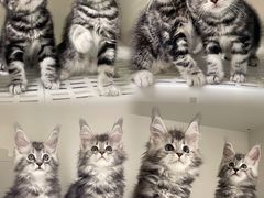 -lincat·猫舍(广州店)