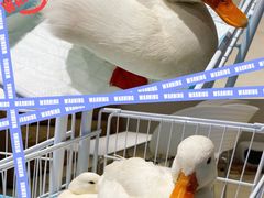 -怪兽屋·羊驼·猫咖·狗咖(俊华广场店)