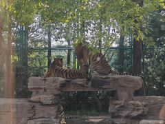 -上海野生动物园老虎餐厅