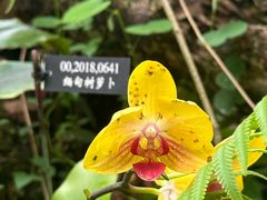 -中国科学院西双版纳热带植物园
