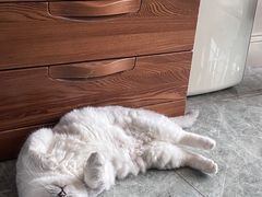 -喵zoo家庭繁育猫舍(尖东智能花园店)