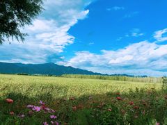 -野鸭湖国家湿地公园