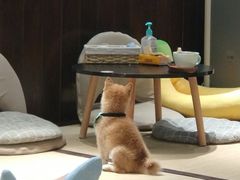 -逗柴咖啡屋·狗咖猫咖宠物桌游