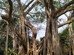 -瑞丽独树成林风景区