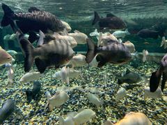 -成都浩海立方海洋公园