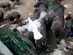 -栾川竹海野生动物园