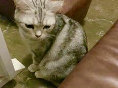 -猫猫幼稚园·撸猫·桌游·电玩