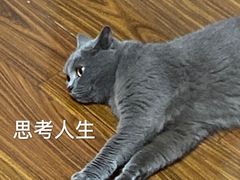-叮叮猫咪生活馆