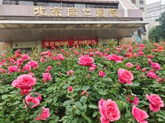 -首都医科大学附属北京同仁医院(西区)