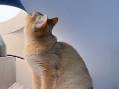 -翊宠yipet猫狗购宠庄园犬舍•猫舍