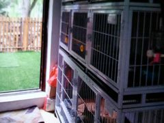 -圣宠宠物(平吉花卉市场店)