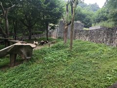 -都江堰中华大熊猫苑