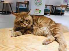 -藏猫猫咖啡主题馆(中央大道店)