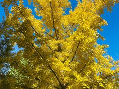 -小胡驴肉火烧 砂锅米线(义和庄店)