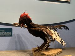 -国家自然博物馆