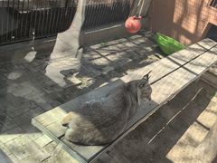 -青藏高原野生动物园