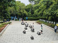 -广东惠东海龟国家级自然保护区