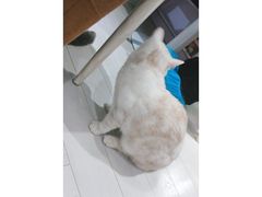 -喵的天空名猫咖啡馆·撸猫·猫舍·用品