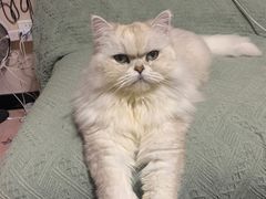 -喵百万·布偶·蓝金金渐层英短·猫舍(百子湾店)