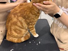 -爱洗澡的猫(天河路店)