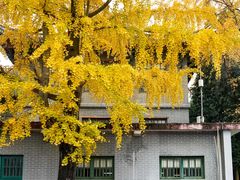 -四川大学(华西校区)