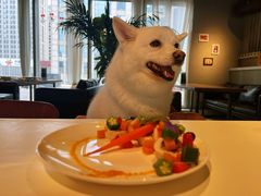 -百好乐宠物友好餐厅(朝外大街店)