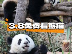 -都江堰中华大熊猫苑