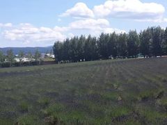 -富田农场