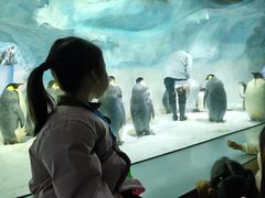 -海合安成都极地海洋公园