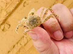 -青岛银沙滩温德姆至尊酒店