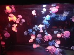 -烟台海昌鲸鲨海洋公园